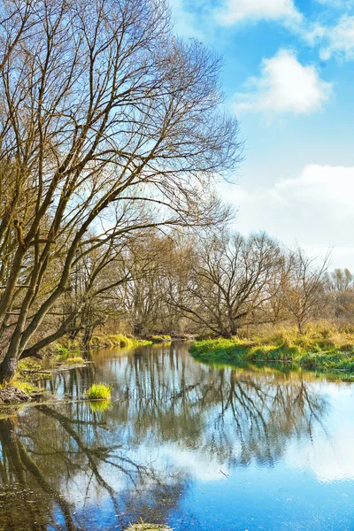 Niet loofbomen op kleine rivier — Stockfoto