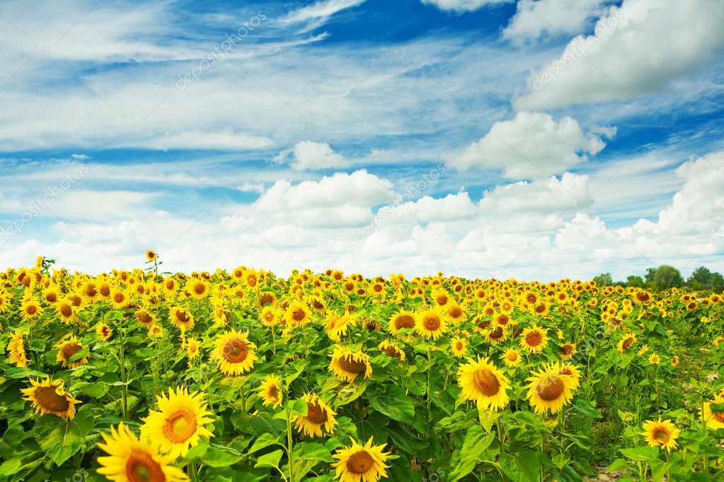 field of sunflovewrs