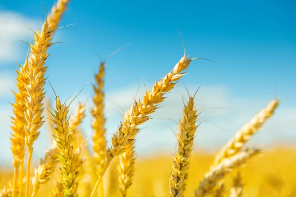 Planten van tarwe vóór het oogsten — Stockfoto