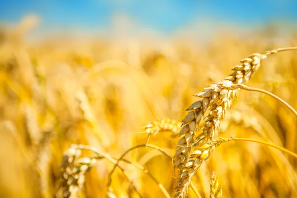 Zralé pšenice golden — Stock fotografie