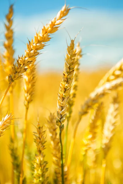 Plantas de trigo — Foto de Stock