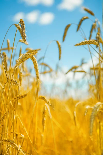 Wheat on sky — Stock Photo, Image