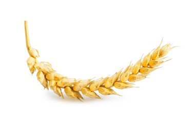 ear of wheat isolated clipart