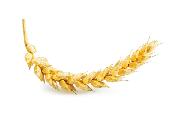 Ear of wheat isolated — Stock Photo, Image