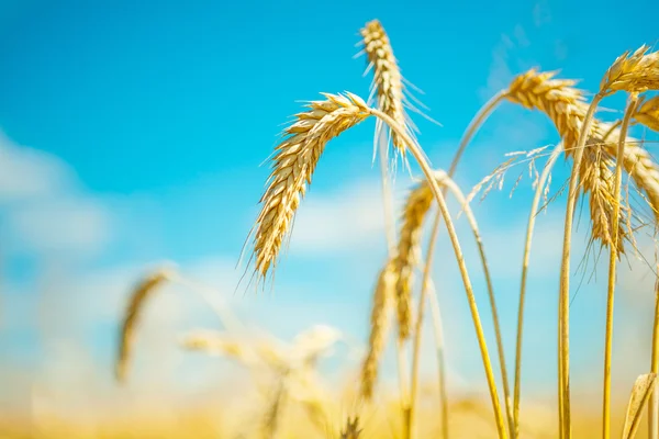 Plants of wheat — Stock Photo, Image