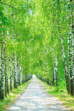 Huş ağacı Sokağı