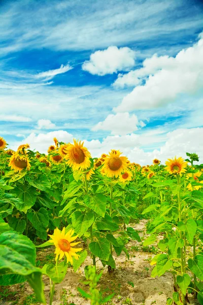 Zonnebloemen op veld — Stockfoto