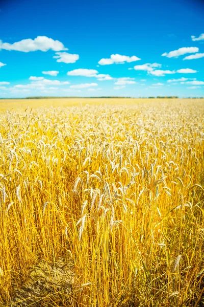 Campo de trigo antes da colheita — Fotografia de Stock