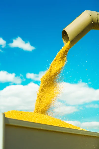 Harvesting of wheat — Stock Photo, Image