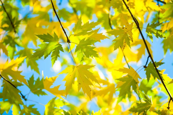 Groene en gele leafage — Stockfoto