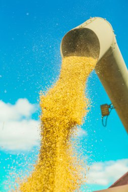 corns of wheat pouring from pipe clipart