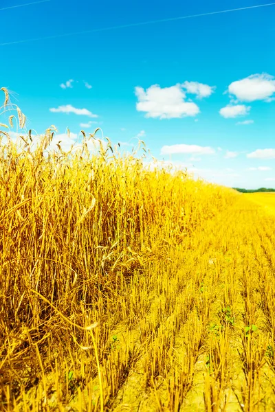 Frield of wheat at harvesting — Stock Photo, Image