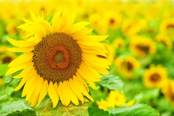 Zonnebloemen veld — Stockfoto