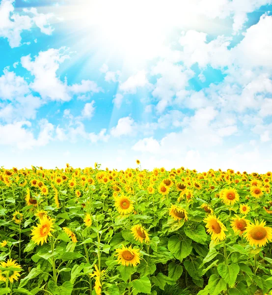 Sunflower field and cloudy sky — Stock Photo, Image