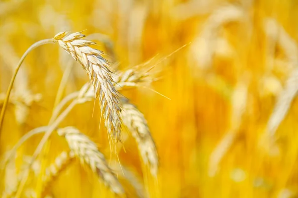 Rijp tarwe op onscherpe achtergrond — Stockfoto