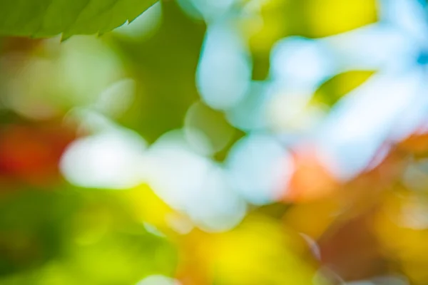 Blurred foliage — Stock Photo, Image