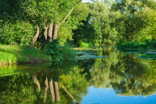 Řeka v lese — Stock fotografie