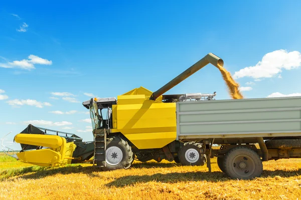 Een combine harvester in werk. gieten korrels — Stockfoto