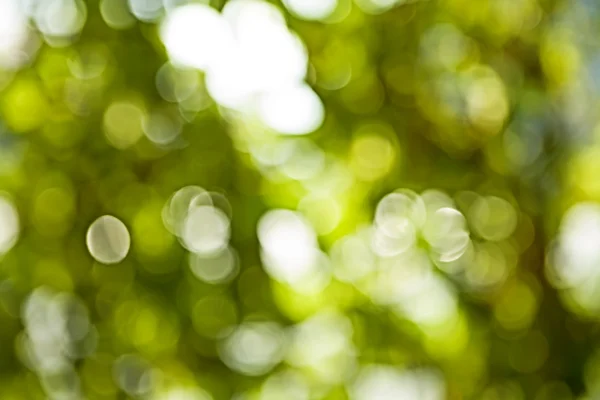 Bokeh de feuillage vert flou — Photo