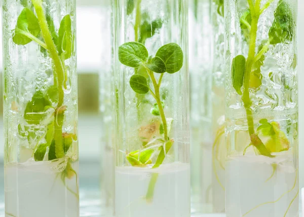 Plants of potato in lab tubes — Stock Photo, Image