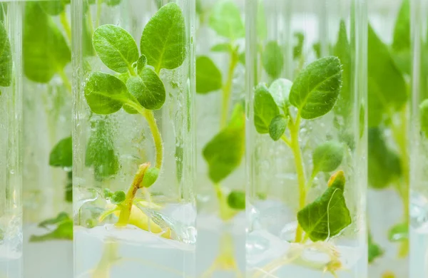 Batata em tubos de laboratório — Stockfoto