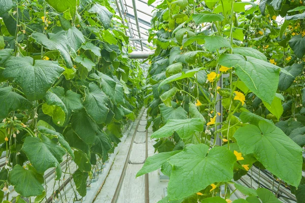 Cucumber Plants Growing Inside Greenhouse — Stock Photo, Image