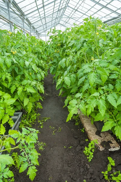 Tomatplantor i växthuset — Stockfoto