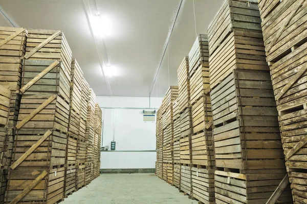 View on crates  of potato in storage house — Stock Photo, Image