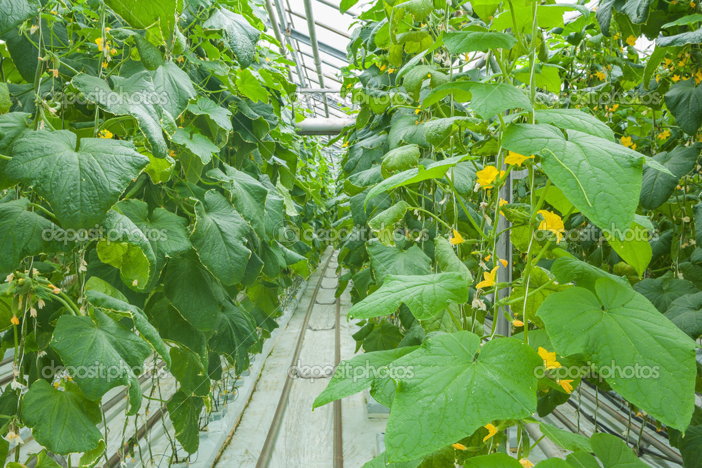 Cucumber Plants Growing Inside Greenhouse — Stock Photo © mihalec 46155709