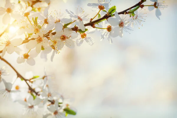开花樱桃的枝条 — 图库照片