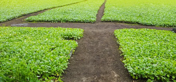 Seedlings Of Beet — Stock Photo, Image