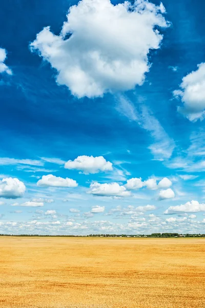 コムギ畑と空 — ストック写真