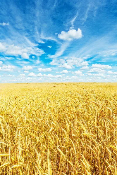 Пшеничное поле и небо — стоковое фото
