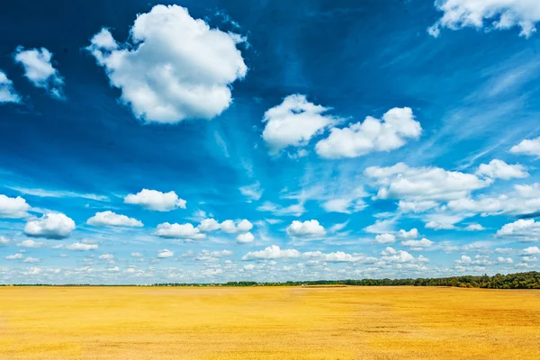 Campo de trigo e céu nublado — Fotografia de Stock