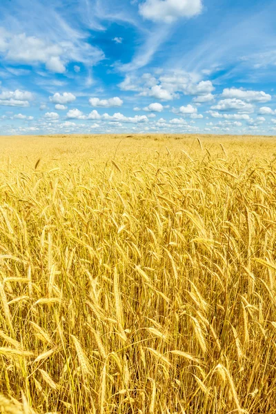 Goldenes Weizenfeld und blauer Himmel — Stockfoto