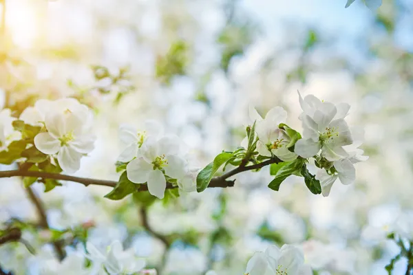 Blossoming branch of apple tree — Stock Photo, Image