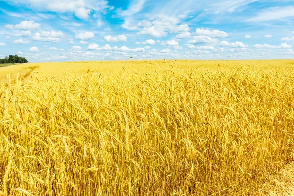 Pšeničné pole a zatažené nebe — Stock fotografie