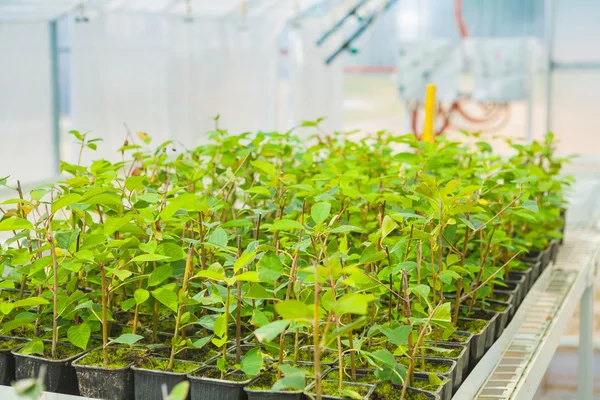 Plum tree seedlings in greenhouse — Stock Photo, Image