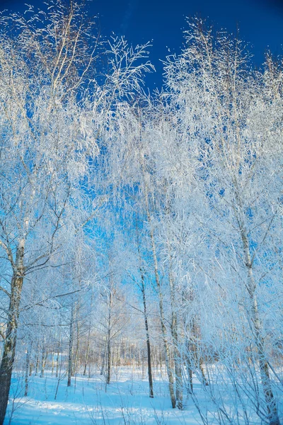 雪的白桦树 — 图库照片