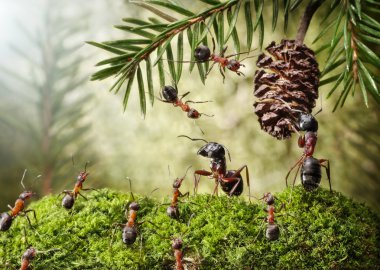 koni, karınca hikayeler için Camponotus ve formica kavgası