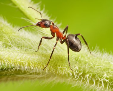 karınca formica rufa çimenlerin üzerinde