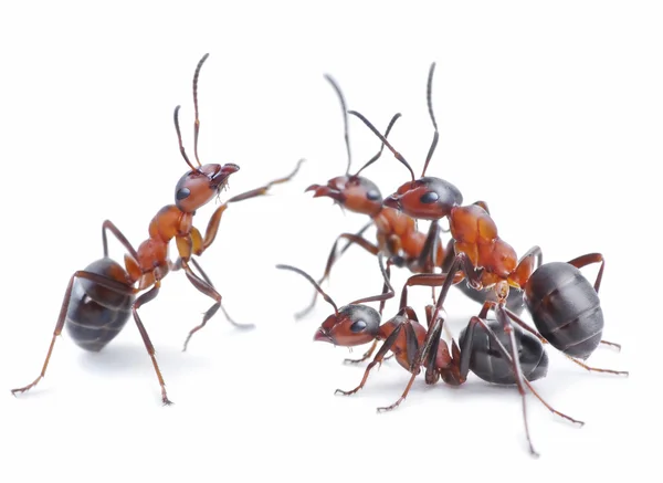 Team of ants, meeting — Stock Photo, Image