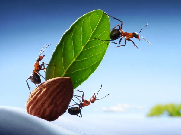 Ants sight land in ocean, crew of yacht, teamwork — Stock Photo, Image