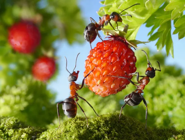 Team av myror samlar jordgubb, jordbruk lagarbete — Stockfoto