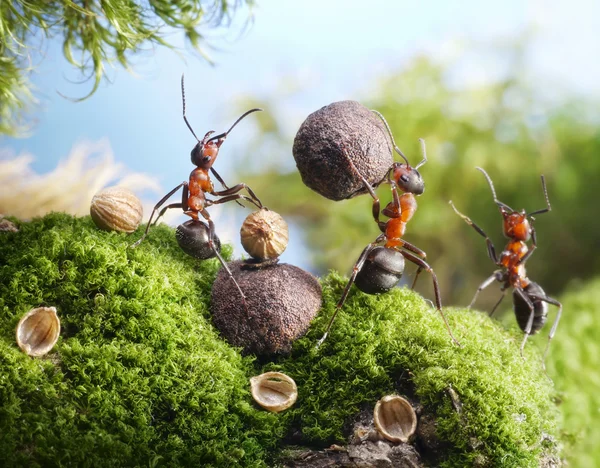 Ants crack nuts with stone, hands off! — Stock Photo, Image