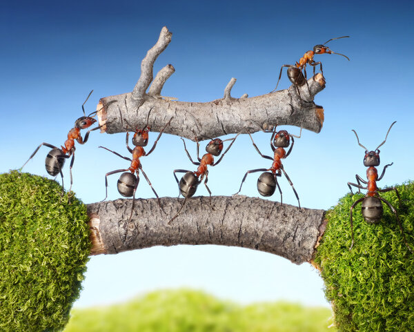 Team of ants carry log on bridge, teamwork