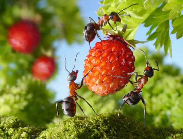 Team di formiche che raccolgono fragole, lavoro di squadra in agricoltura Immagini Stock Royalty Free