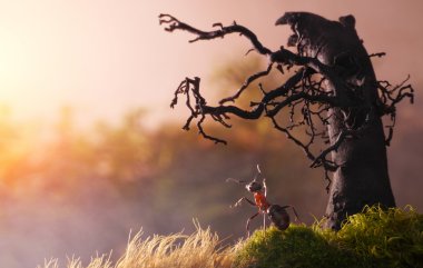Meeting sunrise with old stump, ant tales clipart