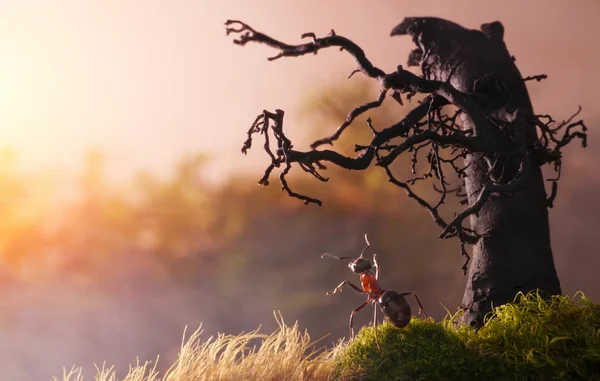 Meeting sunrise with old stump, ant tales — Stock Photo, Image