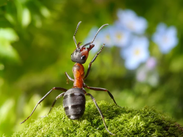 çiçeklerle, karınca hikayeleri hayran